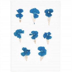 Dianthus chinois bleu...
